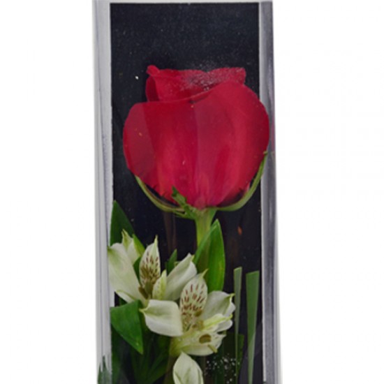 Single Red Rose One Rose Box arrangement