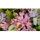 Hyacinth Flowers Bouquet
